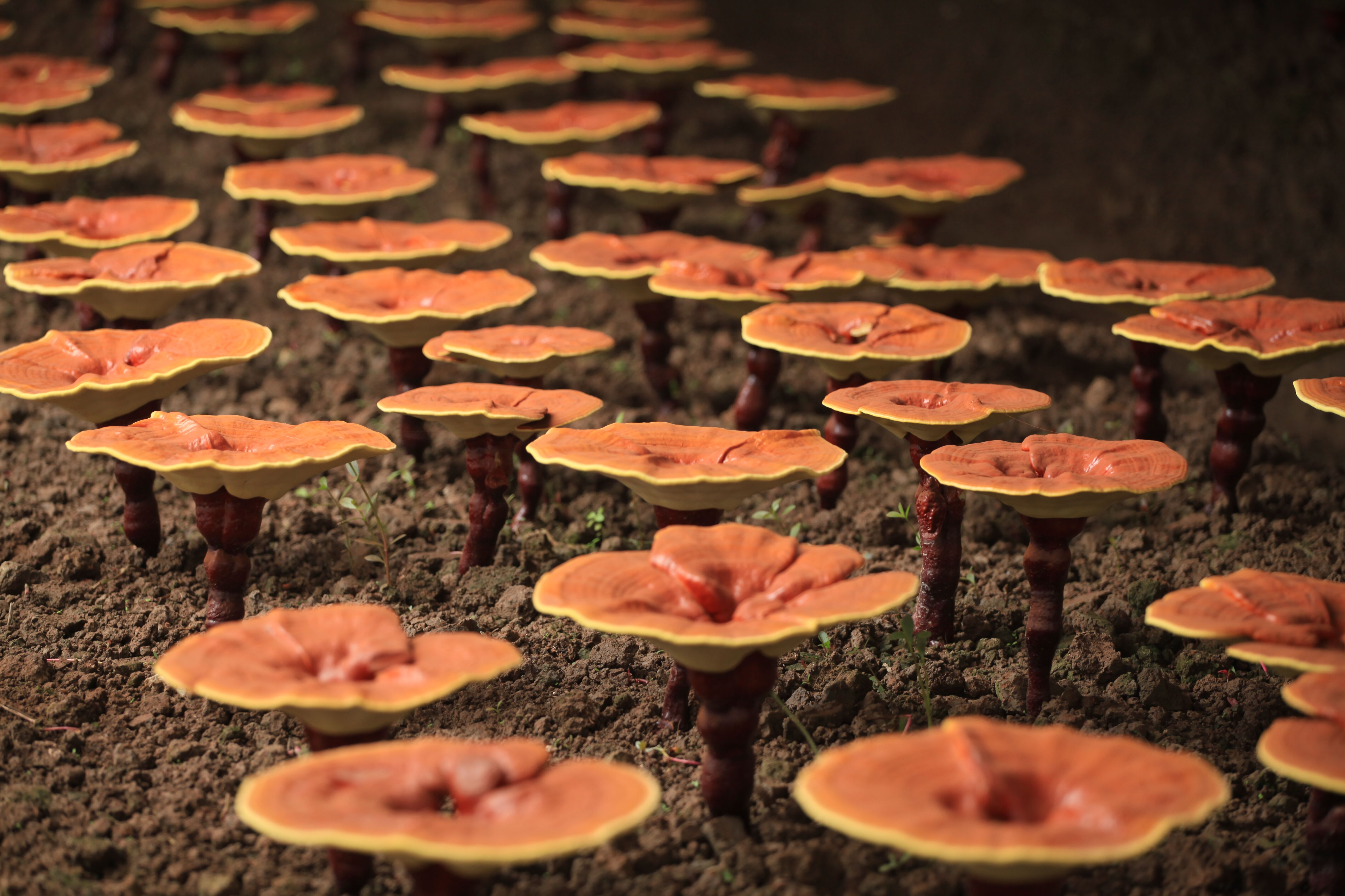 1709519999321471.jpg QQ圖片20180418155719.jpg