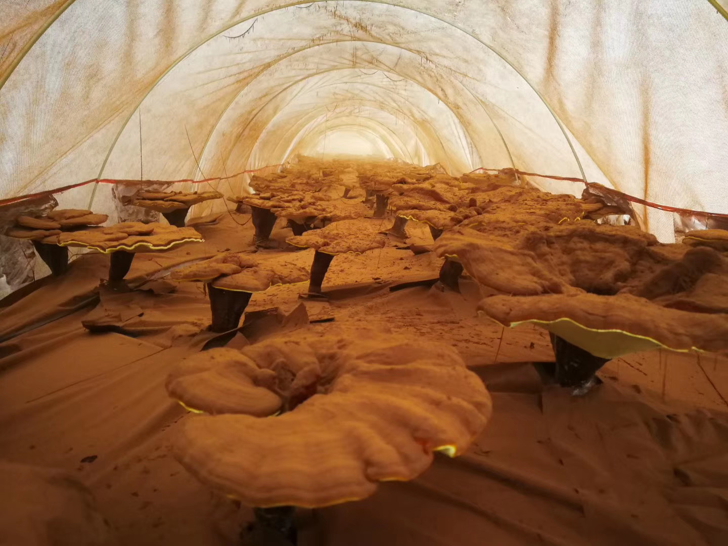 1709520649118193.jpg 微信圖片_20200605163728.jpg