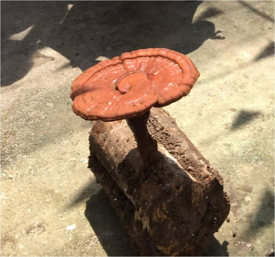 1709524186902403.jpg 圖片1.jpg