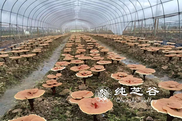 靈芝長(zhǎng)勢(shì)喜人！??！