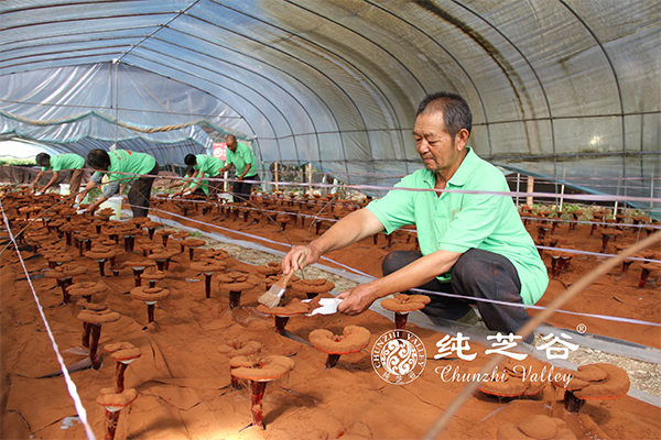 純芝谷靈芝孢子粉收獲啦?。。? style=